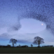 Illustration for article titled You Wont Believe These Patterns Created by Flocks of Birds in Flight